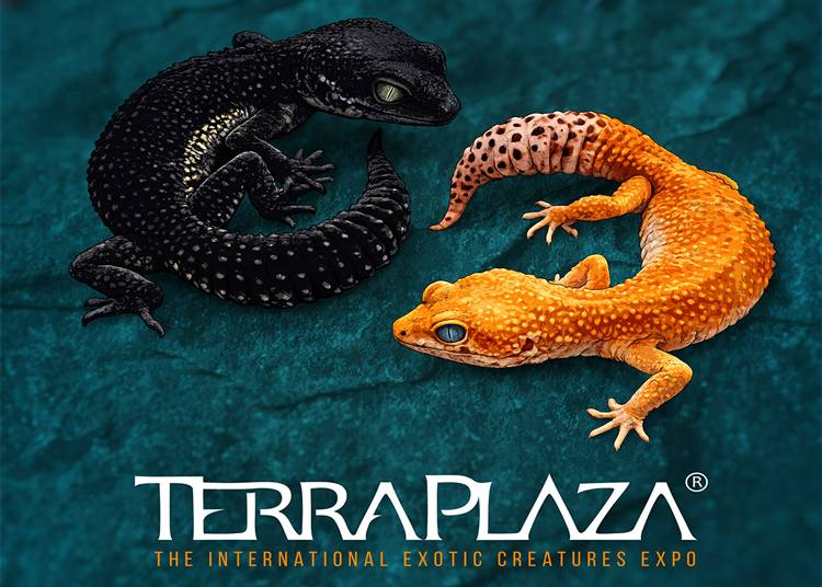 Terra Pláza, 2026. február 15.