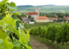 Gasztronómiai élményhegyek Tokaj-Hegyalján