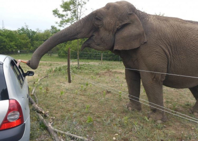 Elüldözték Szadáról a szafariparkot, új helyet keresnek az állatoknak