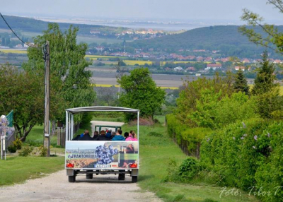 Indul az ingyenes Kékfrankos Expressz a Soproni borvidéken