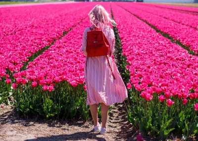 ELMARAD! Tulipánszüret Kőröshegyen, 2020. április 9-13.