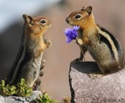 Állati jó vetélkedő és szabadulószoba belépő Valentin-napra a Természettudományi Múzemban, 2019. február 14.