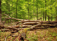 Az erdők egészségét óvják a halott fák