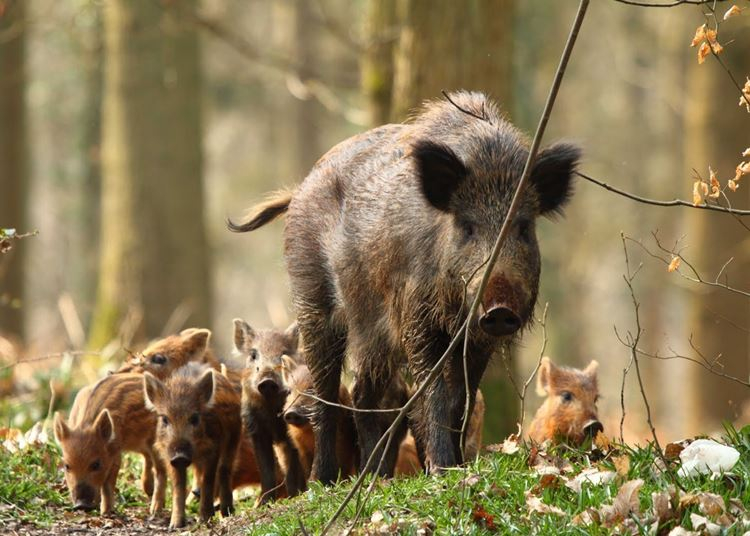 Óvatosan a túrázással a hazai erdőkben!