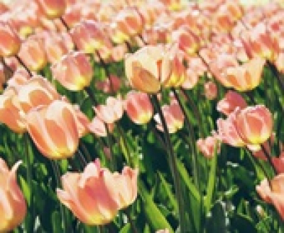 Tulipánszüret Kőröshegyen, 2019. április 6-22.