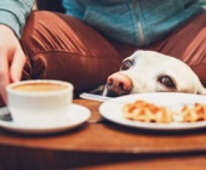 A magyarok szerint a kutya nem az asztalhoz vagy az ágyba való!
