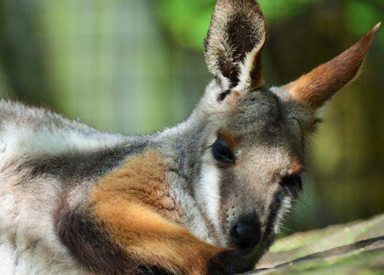 Szökött kengurukat keresnek Miskolc környékén