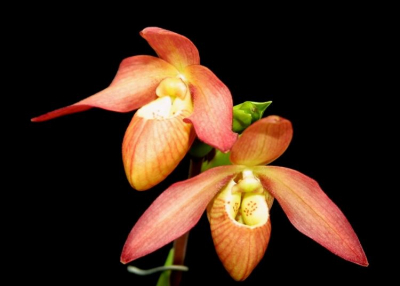 Őszi orchidea és bromélia kiállítás 2019. november 7-10.