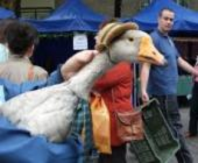 XX. Kiskunfélegyházi Libafesztivál, 2018. szeptember 7-8.