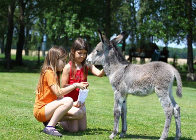 Állatos helyek Budapest környékén, ahova a gyerekkel is kirándulhatsz