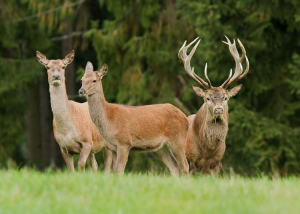 Duna-Dráva Nemzeti Park