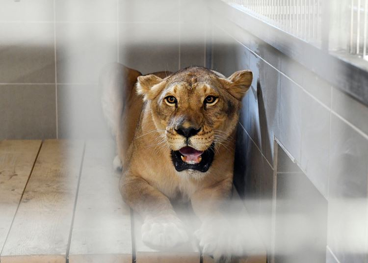 Kijött egy videó arról, hogyan szökött meg egy oroszlán a veresegyházi medvefarmon