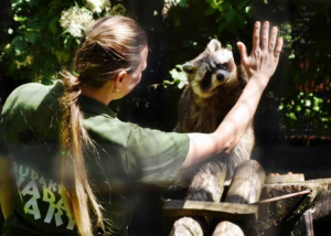 Nemcsak az állatokat, az embereket is szeretnie kell a trénernek