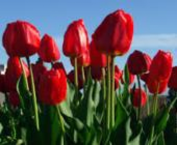 Celdömölki tulipánfesztivál, 2018. április 20-22.