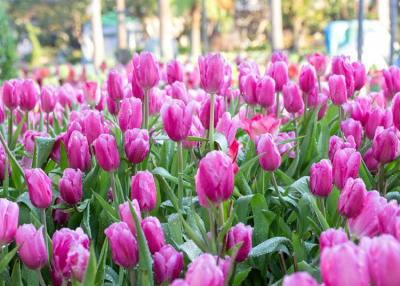 Megnyílt a tulipános kert Mórahalom határában